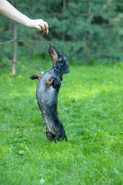 Salto cão Dachshund — Fotografia de Stock